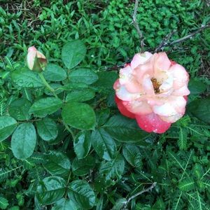 Meet your Posher, Yvette